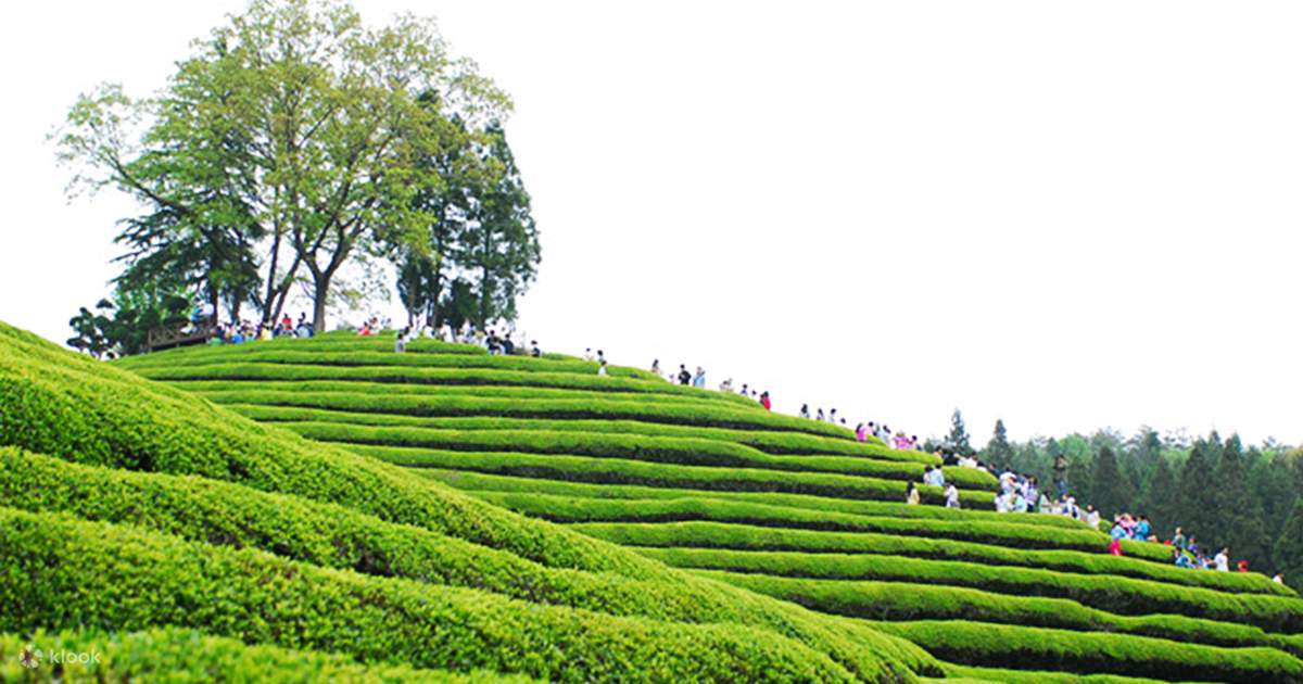 Boseong Green Tea Festival Day Tour from Busan Klook Hong Kong